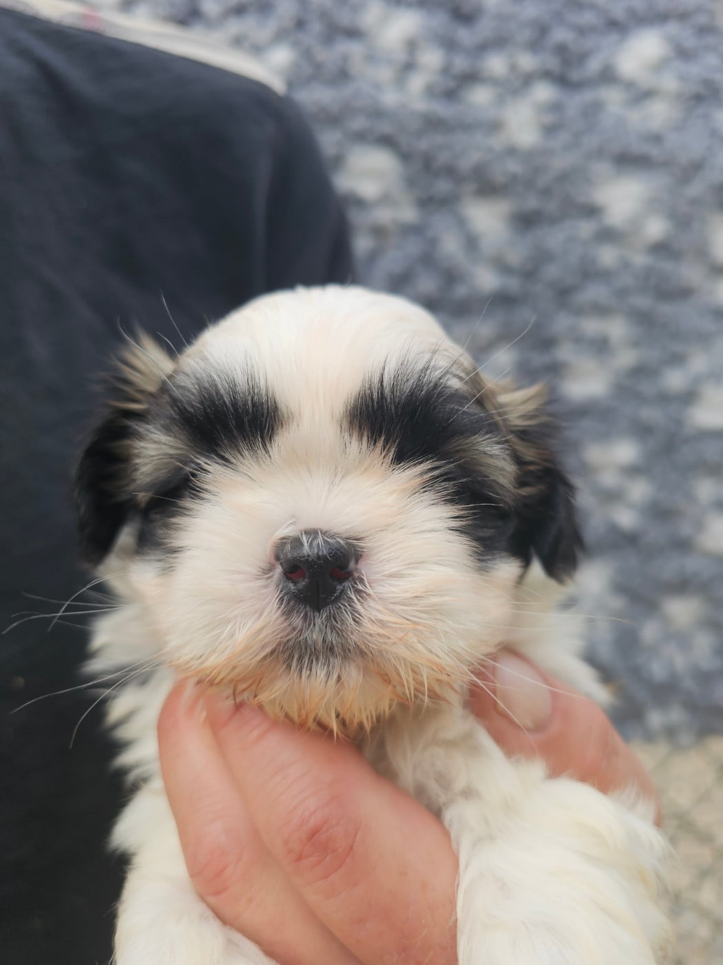 Chiot N°2