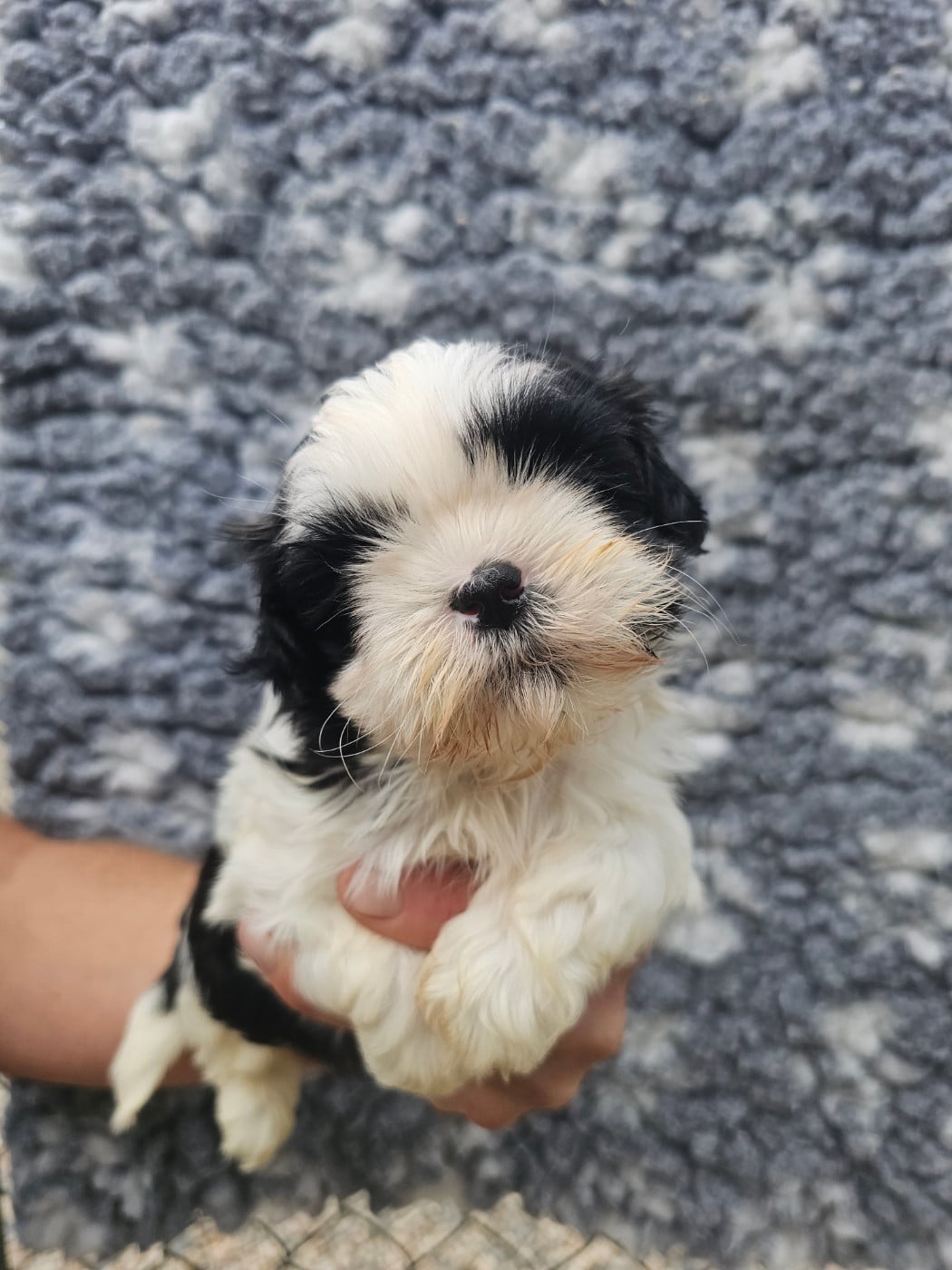 Chiot N°3