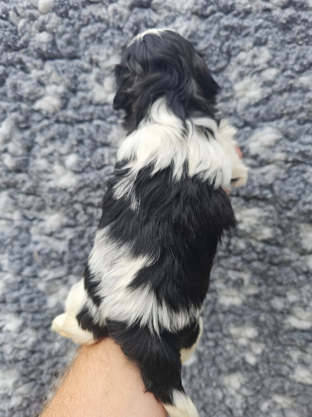 Chiot N°3