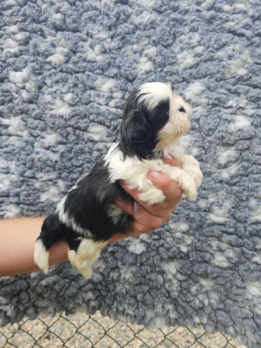 Chiot N°3