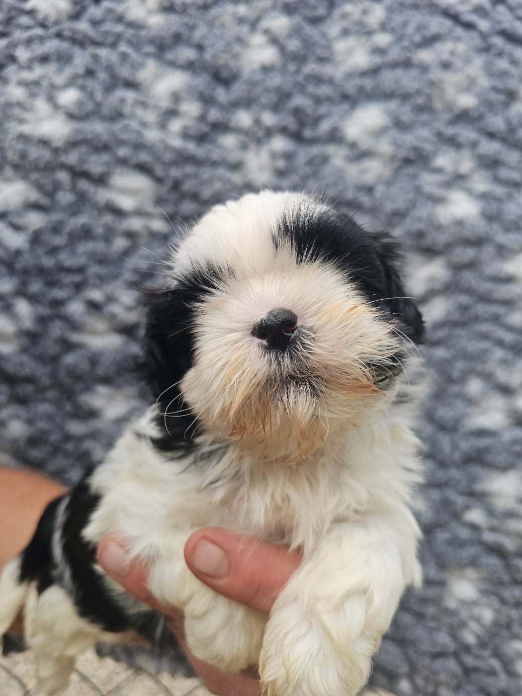 Chiot N°3