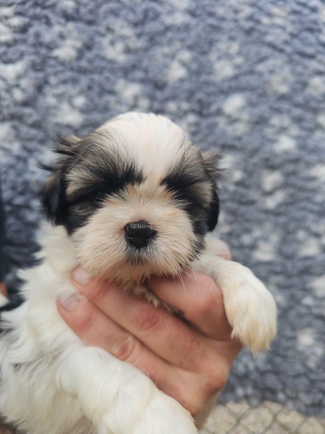 Chiot N°4