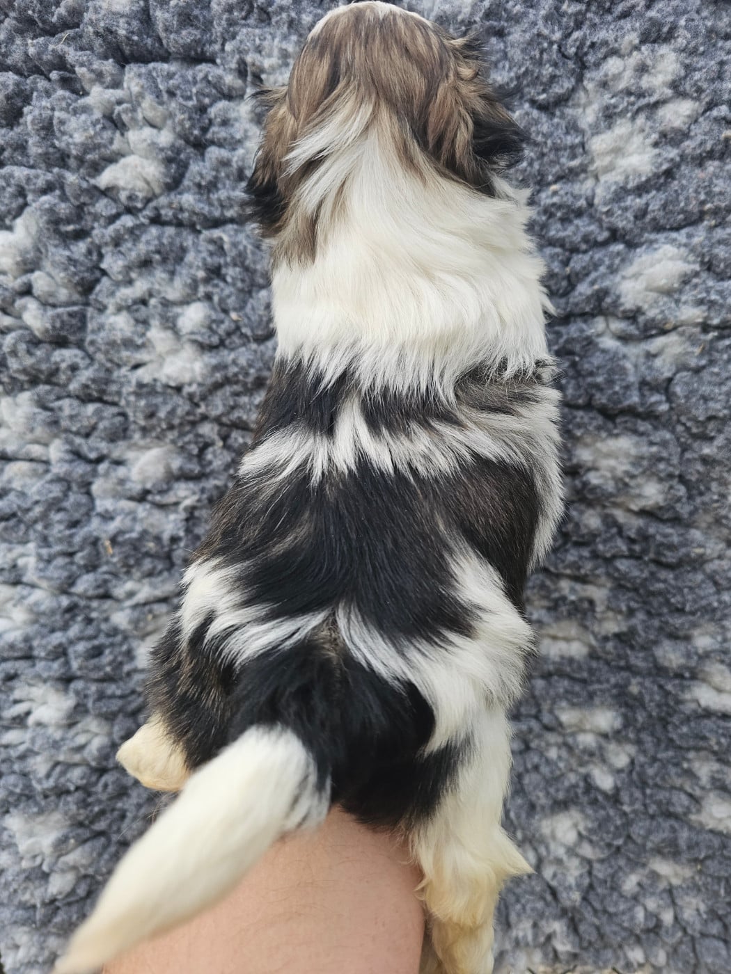 Chiot N°4
