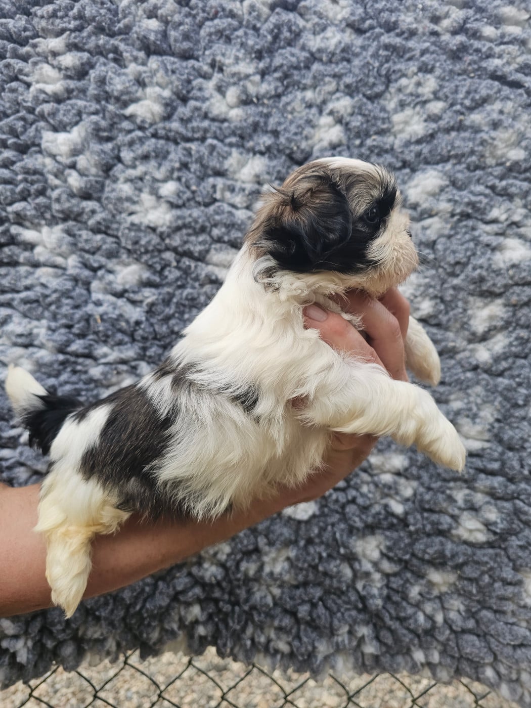 Chiot N°4