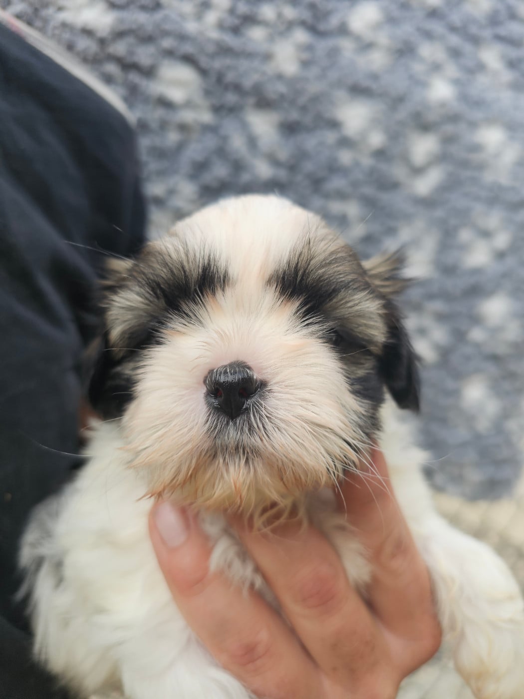Chiot N°4