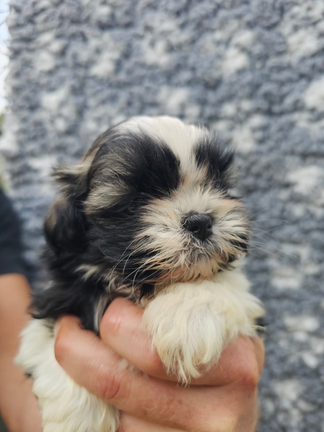 Chiot N°5
