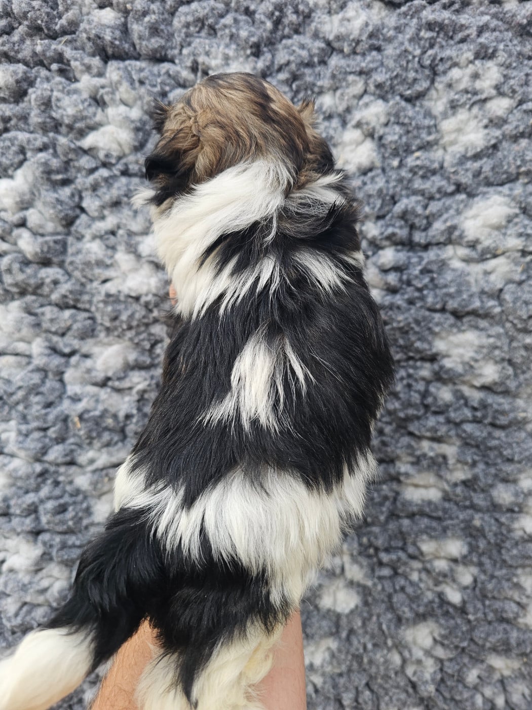 Chiot N°5