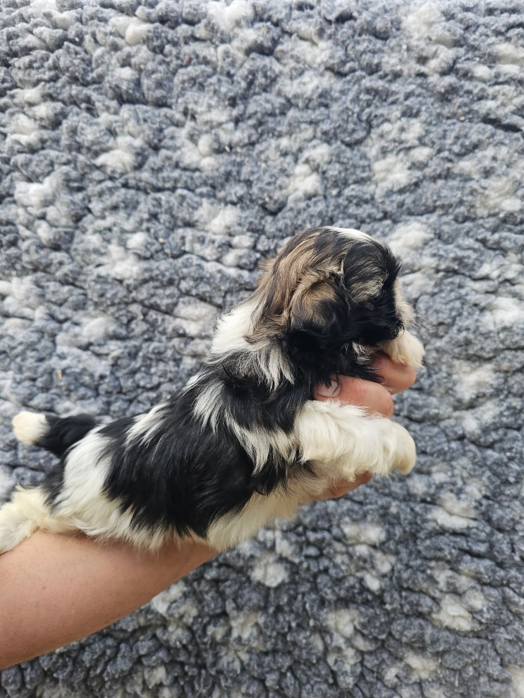 Chiot N°5