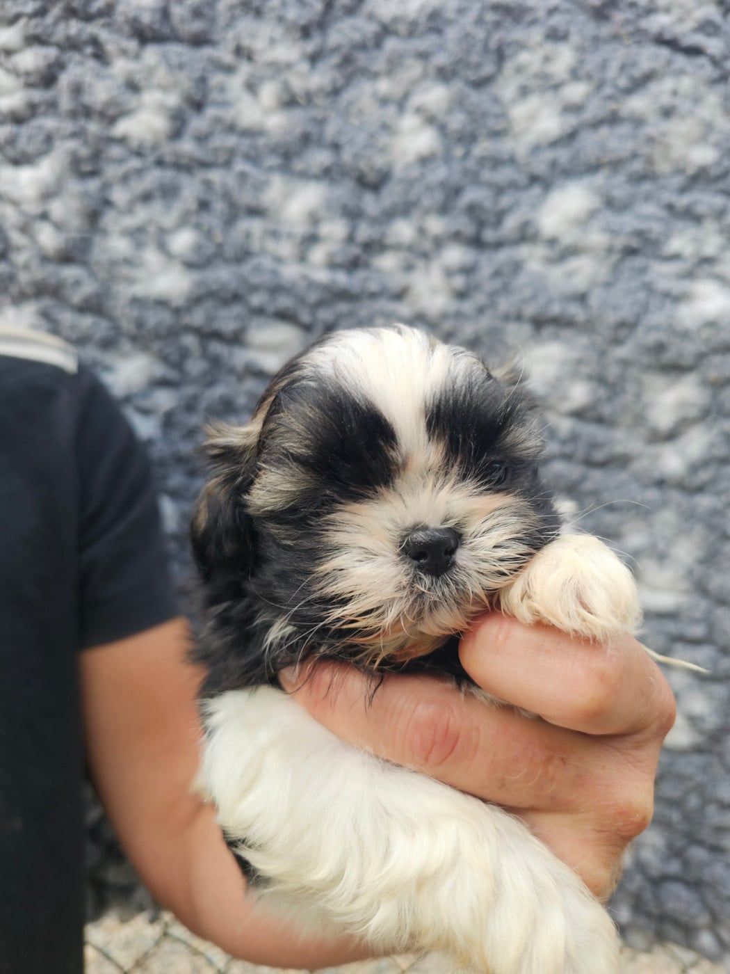 Chiot N°5