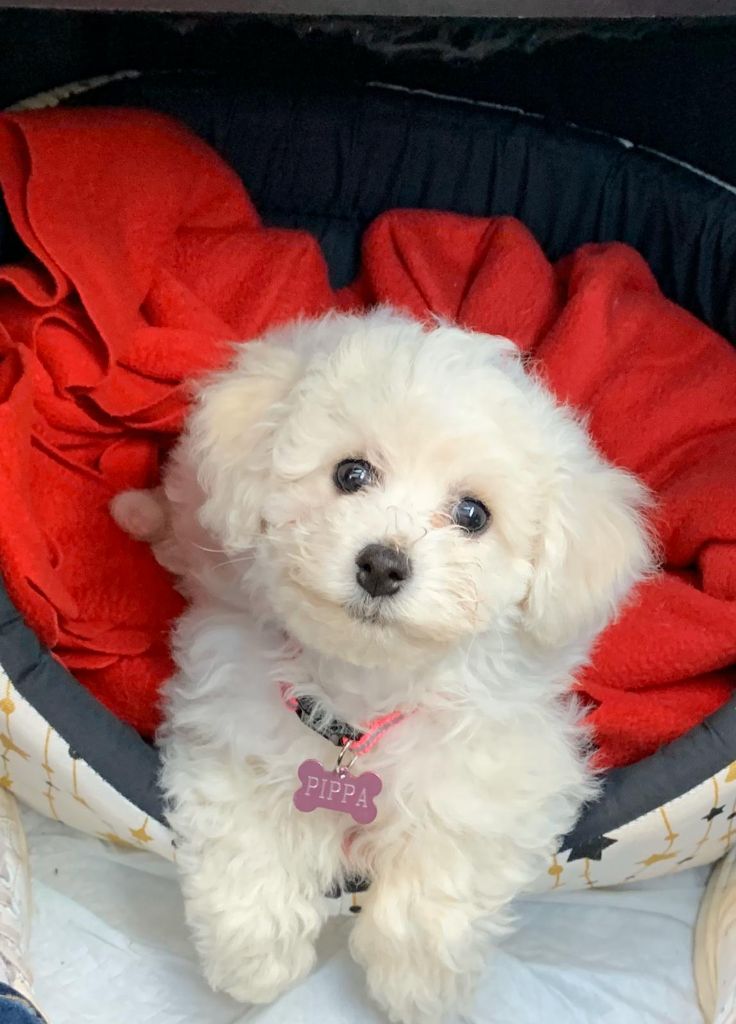 Accueil Elevage Chien Haute Loire Bichon Frise Chiot Et Chien Auvergne