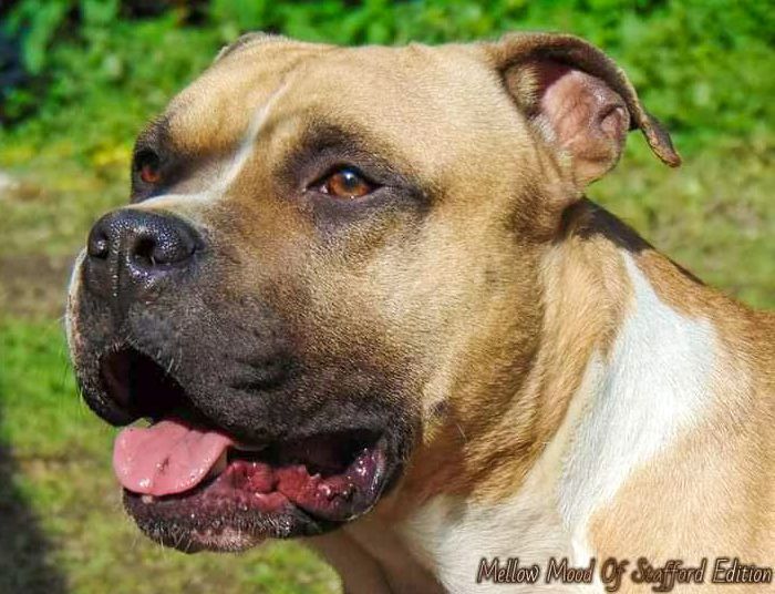 Publication : Of Stafford Edition Auteur : ELEVAGE DEAMON STYLE