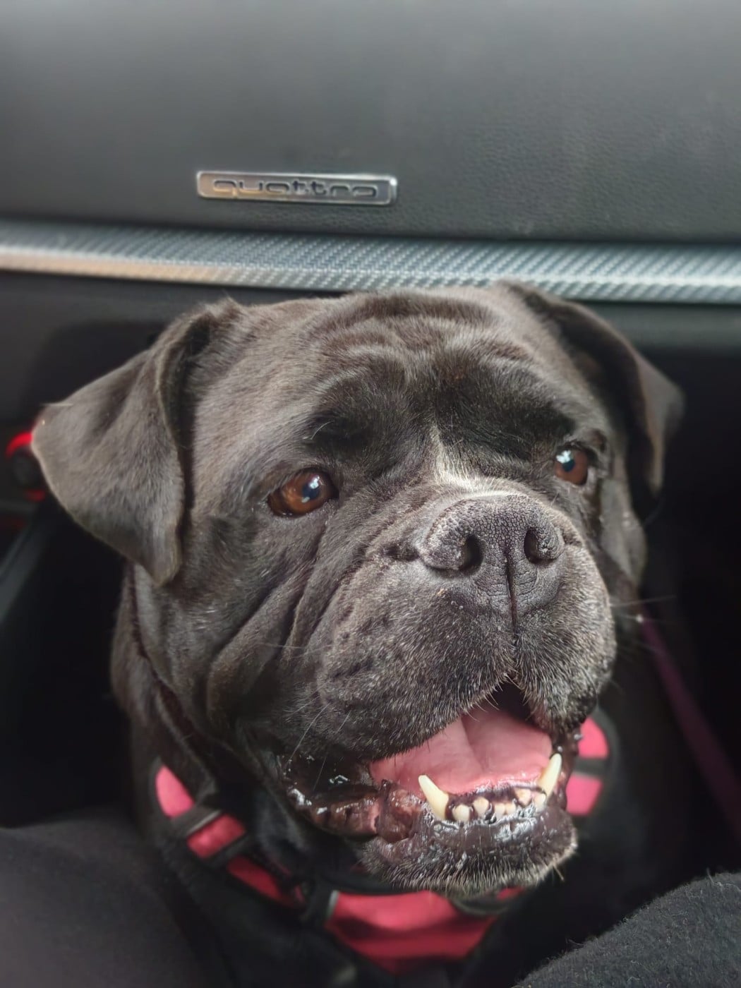 Tara Des Dieux De L'arène