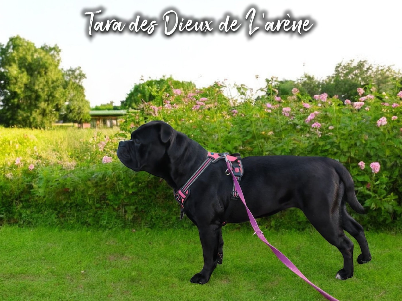 Tara Des Dieux De L'arène