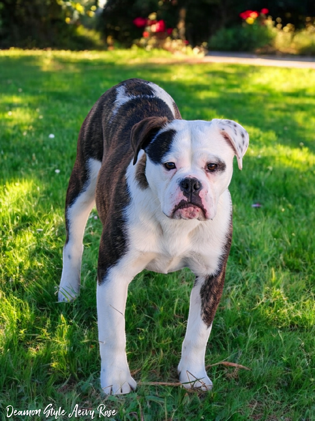 Publication : Deamon Style