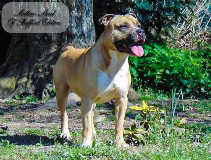 Publication : Of Stafford Edition Auteur : ELEVAGE DEAMON STYLE