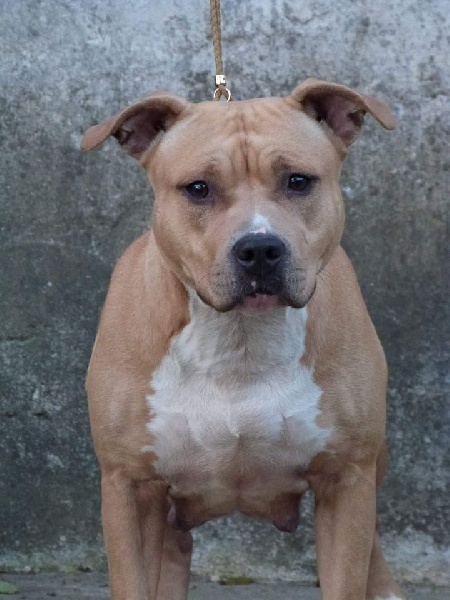 Publication : Deamon Style