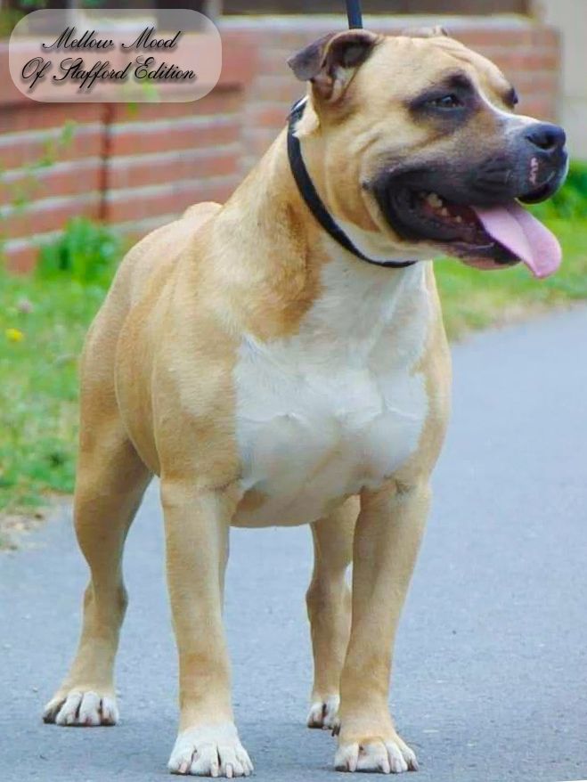 Publication : Of Stafford Edition Auteur : ELEVAGE DEAMON STYLE