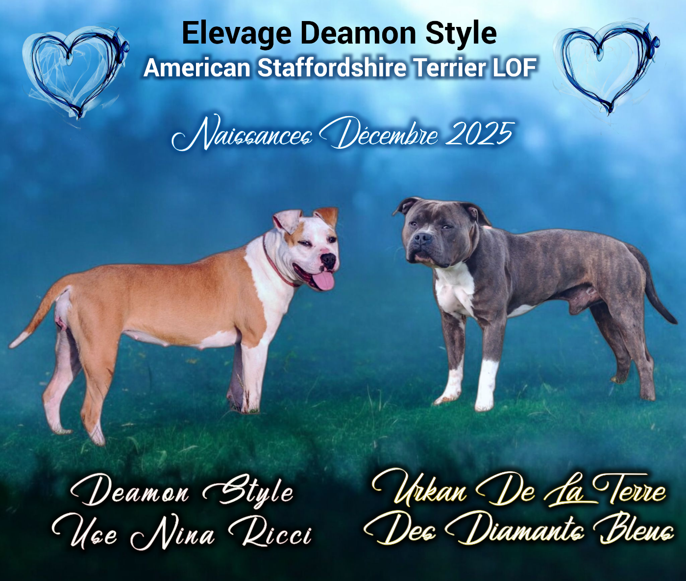 American Staffordshire Terrier - Deamon Style