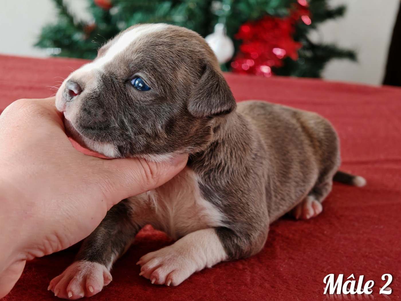 Mâle 2