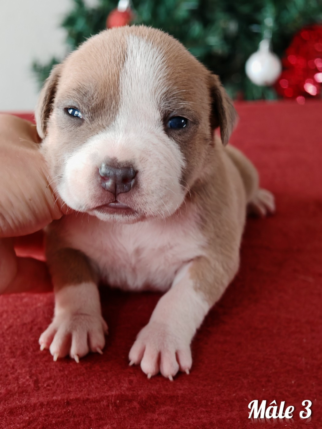 Mâle 3
