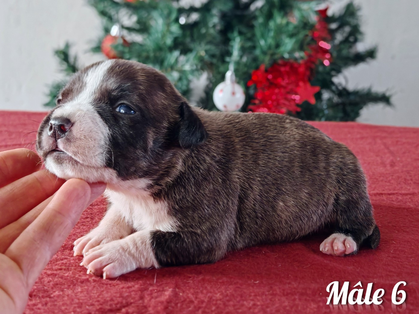 Mâle 6