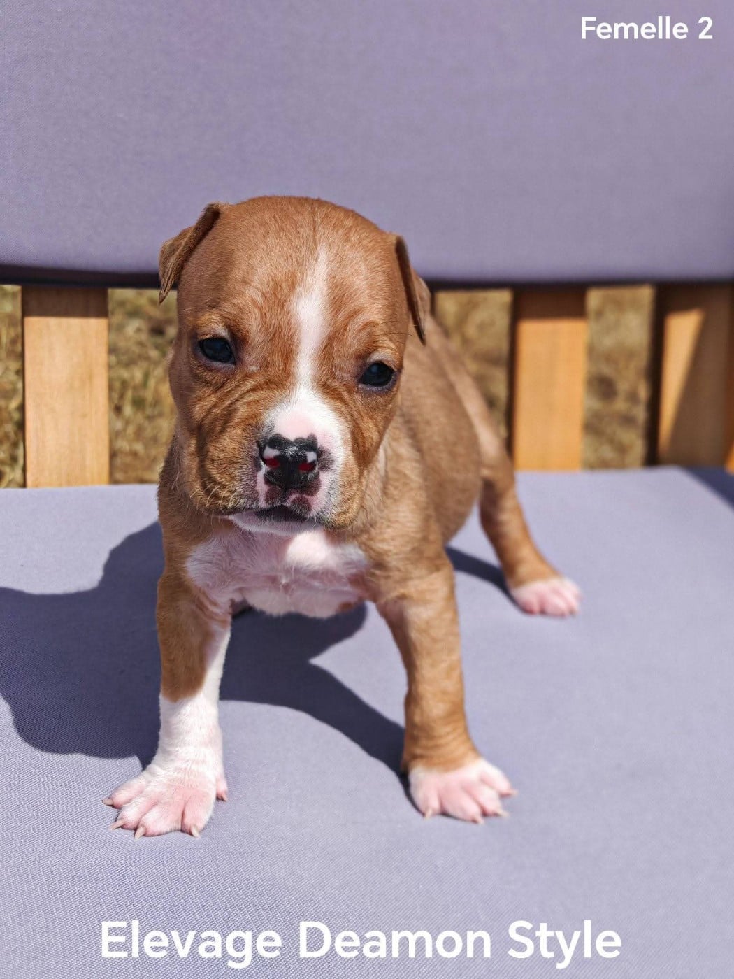 American Staffordshire Terrier - Deamon Style
