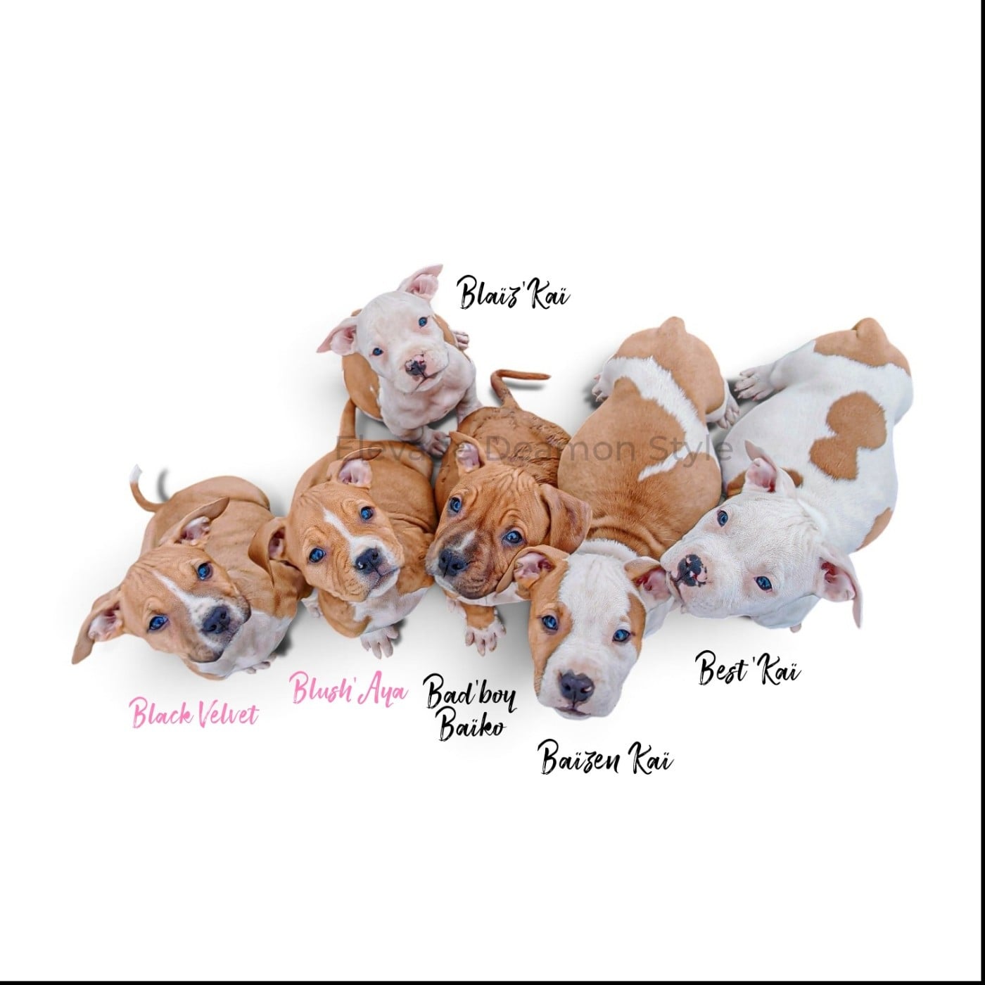 American Staffordshire Terrier - Deamon Style