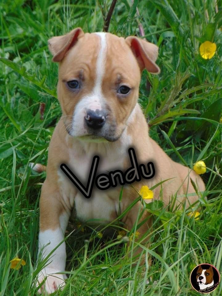 Uni'color Prince Golden King