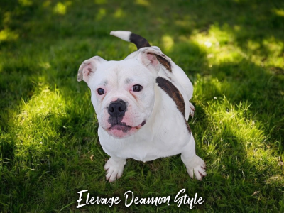 Les chiots de Bulldog continental