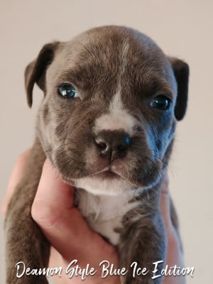 Les chiots de American Staffordshire Terrier