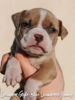Les chiots de American Staffordshire Terrier