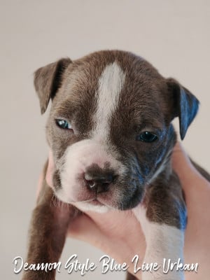 Les chiots de American Staffordshire Terrier