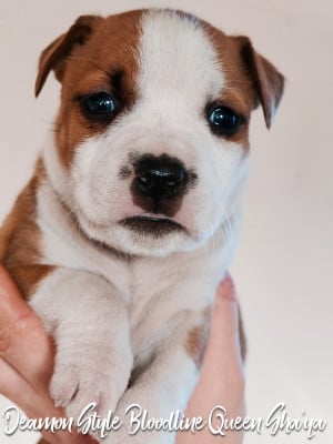 Les chiots de American Staffordshire Terrier