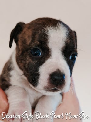 Les chiots de American Staffordshire Terrier