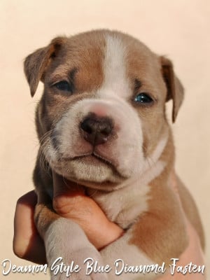 Les chiots de American Staffordshire Terrier