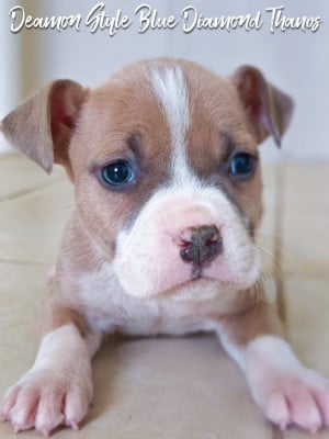 Les chiots de American Staffordshire Terrier