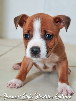 Les chiots de American Staffordshire Terrier