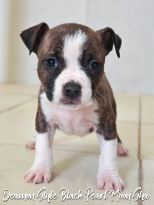Les chiots de American Staffordshire Terrier