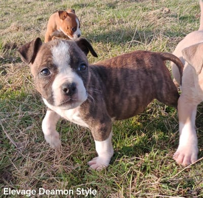 Les chiots de American Staffordshire Terrier