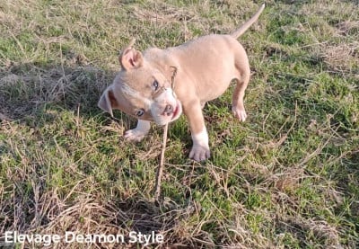 Les chiots de American Staffordshire Terrier