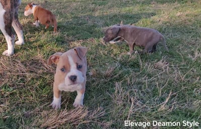 Les chiots de American Staffordshire Terrier