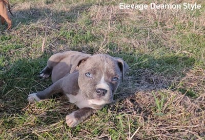 Les chiots de American Staffordshire Terrier