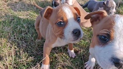 Les chiots de American Staffordshire Terrier