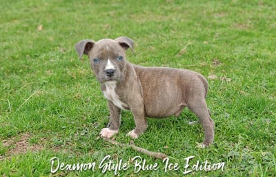 Les chiots de American Staffordshire Terrier