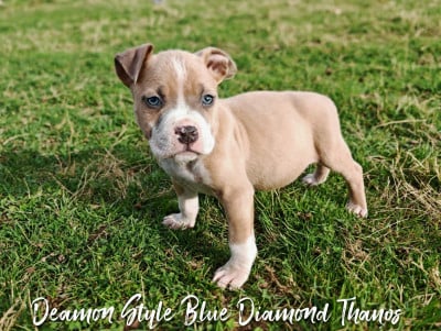 Les chiots de American Staffordshire Terrier