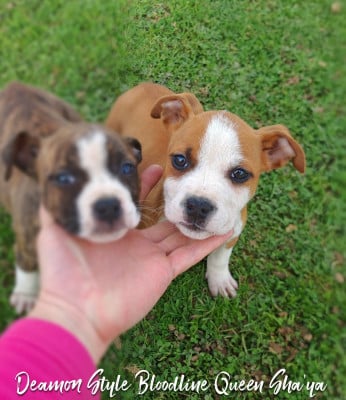 Les chiots de American Staffordshire Terrier