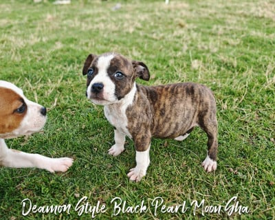 Les chiots de American Staffordshire Terrier
