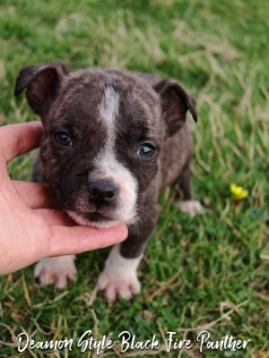 Les chiots de American Staffordshire Terrier