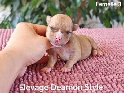 Les chiots de American Staffordshire Terrier