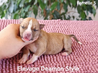 Les chiots de American Staffordshire Terrier